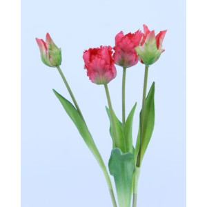 Tulipano mazzo x4 rosso