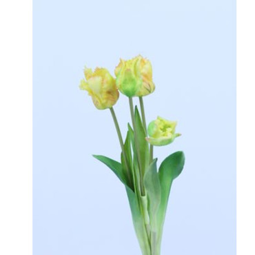 Tulipano mazzo x4 giallo