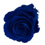 Rosa preservata Standard dark blue (6 pz.)