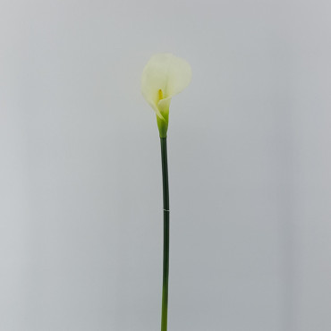 Calla singola cm.80 bianco