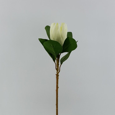 Protea stelo cm.52 bianco