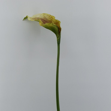 Calla lily cm.90 rosa