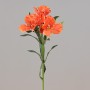 Alstromeria ramo cm.60 coral