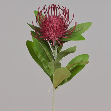 Protea cm. 64 bordeaux