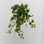 Pothos cadente verde