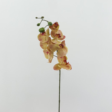 Phalaenopsis Real Look peach