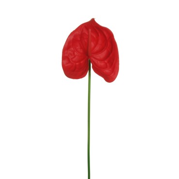 Anthurium cm.66 rosso