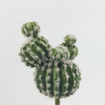 Cactus pianta cm.40