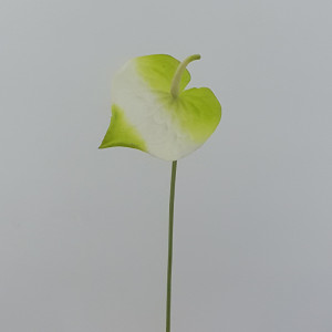 Anthurium ramo cm.70 bianco-verde