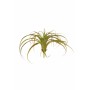 Tillandsia bush green-pink