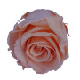 Rosa preservata standard peach (pz.6)