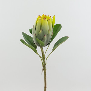 Protea burdetti cm. 56 verde