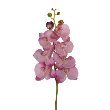 Phalaenopsis cm.105 mauve