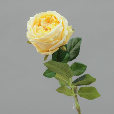 Rosa cm.72 lt.yellow