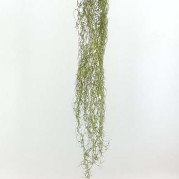 Tillandsia cadente cm.120 verde