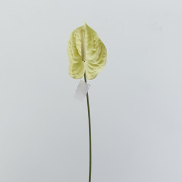 Anthurium stelo cm.70 bianco