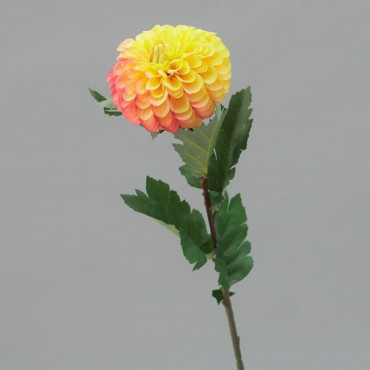 Zinnia cm.73 arancione