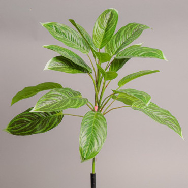 SV-Dieffenbachia 18 foglie