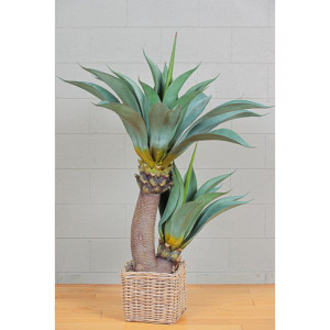 CV-Agave pianta h.140