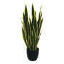 CV-Sanseveria plant cm.85