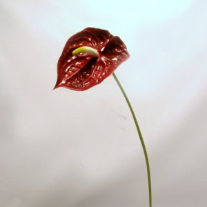 Anthurium stelo cm.70 rosso