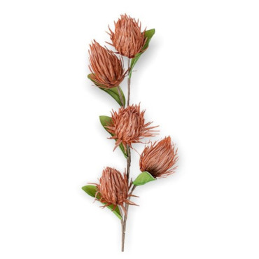 Protea ramo cm.115 rust