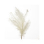 Pampas ramo cm.180 bianco