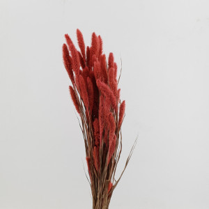 Setaria olanda rosa (gr.250)