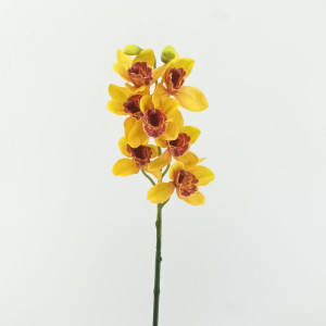 Cymbidium cm.72 giallo