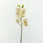 Cymbidium cm.72 bianco