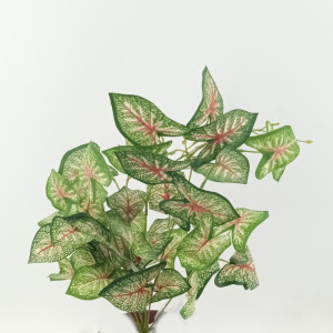 Caladium plant cm.54 wine