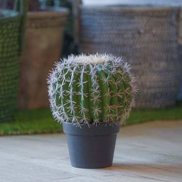 Cactus cm. 033 in vaso