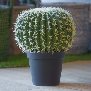 Cactus cm. 045 in vaso