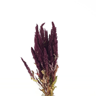 Amaranthus cm.60 rosso (gr.150)