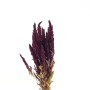 Amaranthus cm.60 rosso (gr.150)