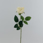 Rosa velvet cm.52 crema