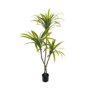 CV-Dracena marginata h.160 verde