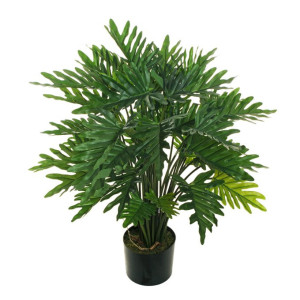 CV-Philodendron selloum h.90 verde