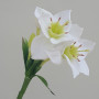 Eucharis lily 5 fiori cm.70 bianco