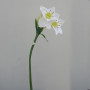 Eucharis lily 5 fiori cm.70 bianco