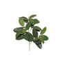 Ficus plant cm. 95 verde