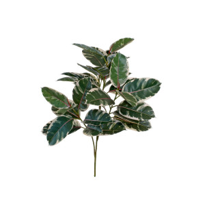 Ficus plant cm. 95 variegato