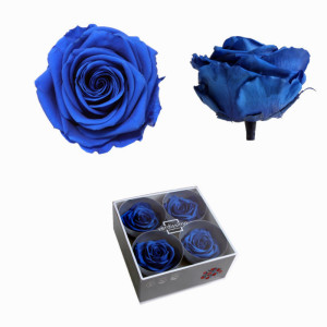 Rosa pres. d.07 premium blu (pz 4)