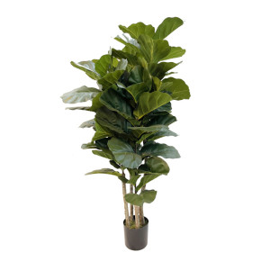 Ficus lyrata h.165