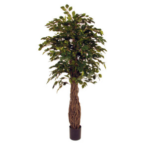 Ficus Benjamin h.190