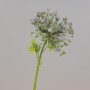 Achillea cm.65 purple