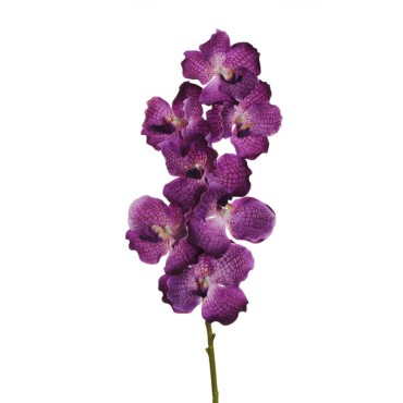 Orchidea vanda cm.78 fucsia