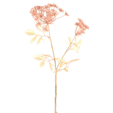 Foeniculum cm.73 rosa