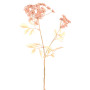 Foeniculum cm.73 rosa