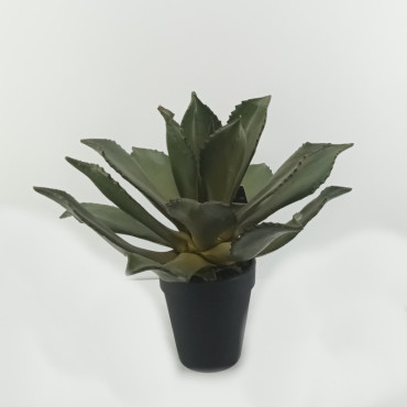 Succulent plant cm.35 verde